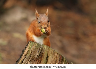 A cute Red Squirrel (Sciurus vulgaris) eating an acorn sitting on a tree stump. - Powered by Shutterstock