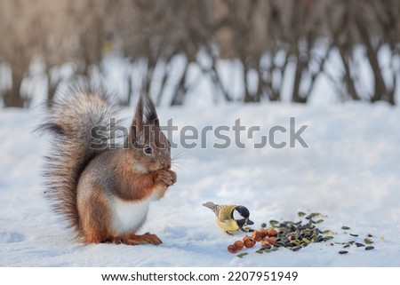 cute red squirrel  sciurus vulgaris in winter eats a nut sitting on the snow. Cute animal eating in nature