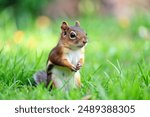 Cute red squirrel sitting on the grass,Red squirrel resting on grassy ground