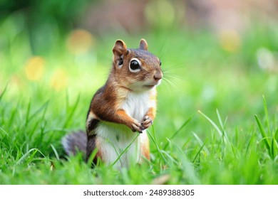 Cute red squirrel sitting on the grass,Red squirrel resting on grassy ground - Powered by Shutterstock