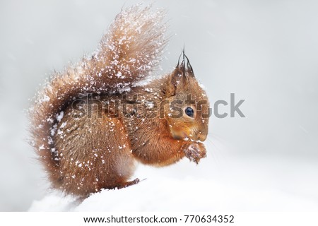 Cute red squirrel sitting in the snow covered with snowflakes. Winter in England. Animals in winter.