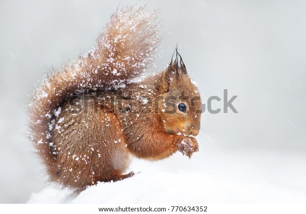 雪の中に雪片をかぶったかわいい赤リス イギリスの冬 冬の動物 の写真素材 今すぐ編集