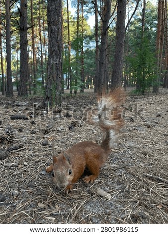Cute red squirrel standing on its hind legs on the ground in a pine forest.