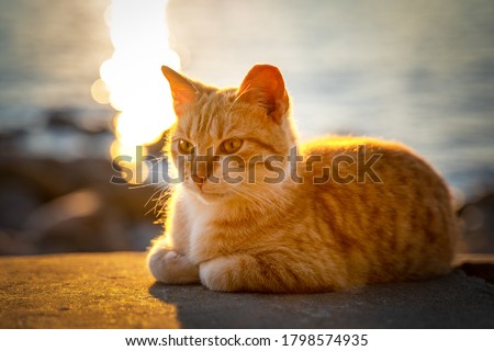 Cute red street cat lies on concrete parapet and basks in golden rays of setting sun, blurred background with sea, front view. Sunbeams reflect off the surface of water.