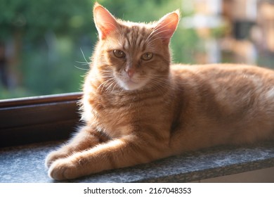 Cute Red Tabby Cat Rests At Home On The Windowsill With An Open Window, Looks Into The Garden And Enjoys The Warm Sun Rays And Fresh Air. Adorable Young Pet. 