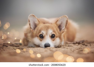 A Cute Red Welsh Corgi Pembroke Puppy With Big Eyes Lying On A Sandy Beach Among Cozy Burning Lights Against The Backdrop Of A Foggy Autumn Landscape. The Head Resting On His Paws