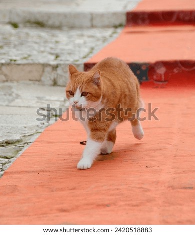a cute red and white cat lets itself be photographed while walking on a red carpet in antique italian village, Alberobello, Italy
