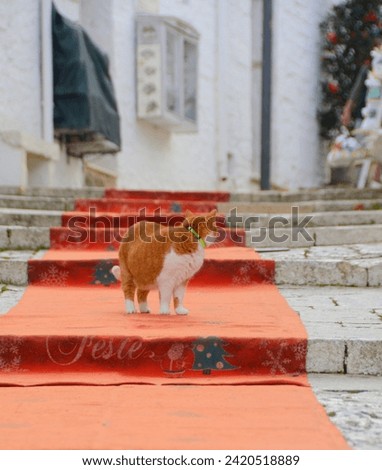 a cute red and white cat lets itself be photographed while walking on a red carpet in antique italian village, Alberobello, Italy