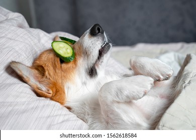 Cute red and white corgi lays on the bed with eye maks from real cucumber chips. Head on the pillow, covered by blanket, paw up. 