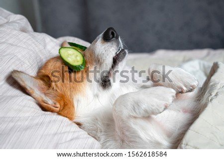Cute red and white corgi lays on the bed with eye maks from real cucumber chips. Head on the pillow, covered by blanket, paw up. 