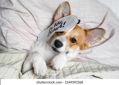 Cute red and white corgi sleeps on the bed on its back. Head on the pillow, covered by blanket, eyes mask. Close up portrait of pretty spoilt dog. - Shutterstock ID 1549392368