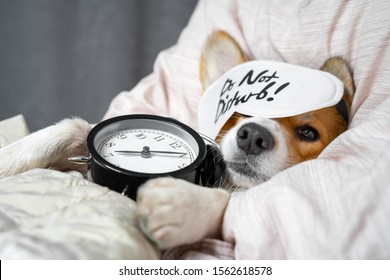 Cute red and white corgi sleeps on the bed on its back with alarm clock in paws. Head on the pillow, covered by blanket, eyes mask. Close up portrait of pretty spoilt dog. - Shutterstock ID 1562618578
