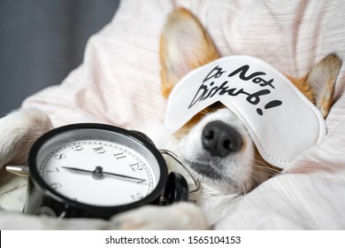 Cute red and white corgi sleeps on the bed on its back with alarm clock in paws. Head on the pillow, covered by blanket, eyes mask. Close up portrait of pretty spoilt dog. - Shutterstock ID 1565104153