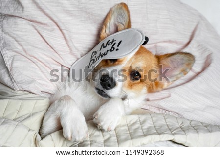 Cute red and white corgi sleeps on the bed on its back. Head on the pillow, covered by blanket, eyes mask. Close up portrait of pretty spoilt dog.