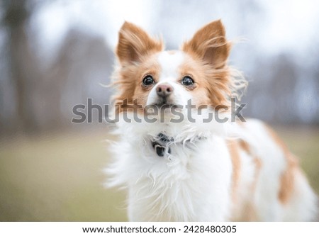 A cute red and white Long-haired Chihuahua x Papillon mixed breed dog