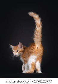 Cute red and white Maine Coon cat kitten, walking away from camera with tail fierce up showing butt hole. Looking over shoulder. Isolated on black background.