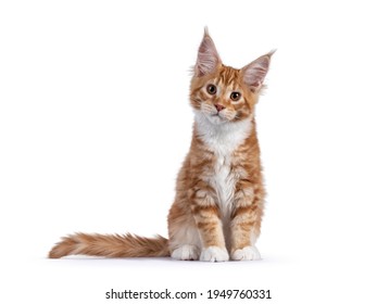 Cute Red With White Maine Coon Cat Kitten, Sitting Up Straight Facing Front. Looking Towards Camera With Cute Head Tilt. Isolated On White Background.