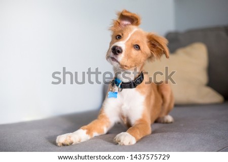 A cute red and white mixed breed puppy lying on a couch and listening with a head tilt