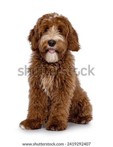 Cute red with white spots Labradoodle dog, sitting up slightly side ways. Looking straight to camera with tongue out. isolated on a white background.