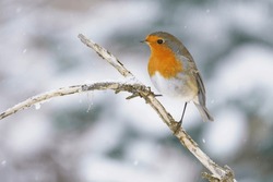 A Cute Redbreat Sitting On The Branch. Winter Scene With A European Robin. Erithacus Rubecula