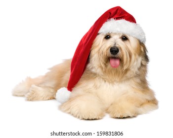 Cute reddish lying Bichon Havanese puppy dog in a Christmas - Santa hat. Isolated on a white background