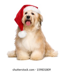 Cute reddish sitting Bichon Havanese puppy dog in a Christmas - Santa hat. Isolated on a white background