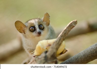 Baby Lemur Hd Stock Images Shutterstock