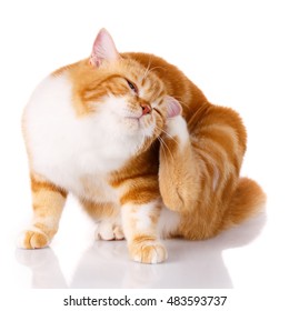 Cute Red-haired Cat Scratching His Ear With His Paw On A White Background