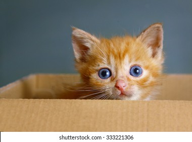 Blue Eyed Kitten Images Stock Photos Vectors Shutterstock