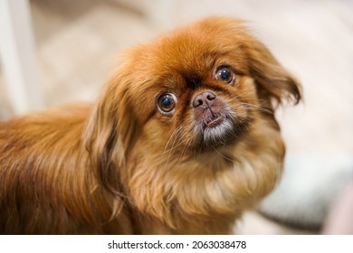 cute red-haired 
pekingese dog with big eyes