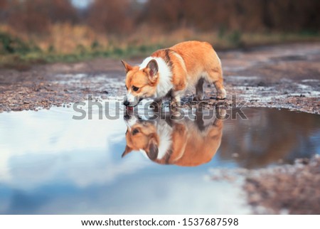 cute redhead Corgi dog stands by a puddle on the road and drinks water reflecting in it in autumn Sunny day