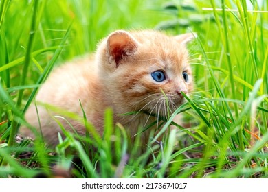 Cute Redhead Kitten In The Garden Among The Green Grass