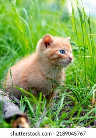 Cute Redhead Kitten In The Garden Among The Green Grass