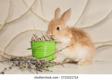 süßes kleines Kaninchen auf hellem Hintergrund
