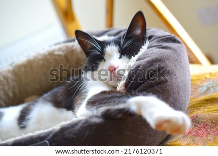 Cute relaxed cat is sleeping in her bed at home.