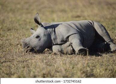 Cute rhino baby in savannah in Kenya
