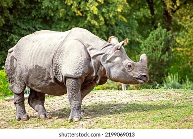 Cute Rhinoceros In Profile In The Wild Lit By The Sun. Horizontal