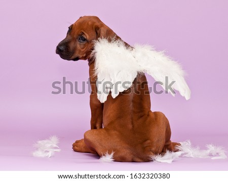 Cute rhodesian ridgeback puppy dog sitting backwards on violet background, showing its ridge, wearing white angel wings