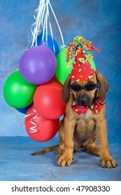 Cute Rhodesian Ridgeback puppy with party balloons, hat and dark sunglasses