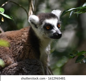 Cute Ring Tailed Lemur Sitting In A Forest In Madagascar