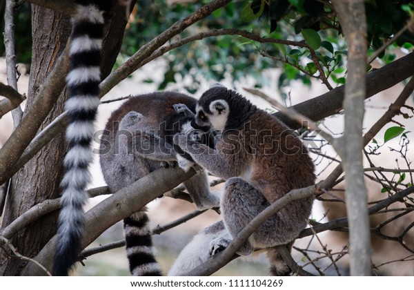 Cute Ringtailed Lemurs Aka King Julian Stock Photo Edit Now 1111104269