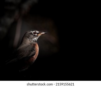 A Cute Robin Bird With Black Background