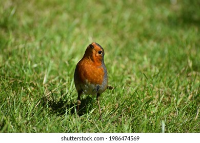 Cute Robin Does Head Tilt