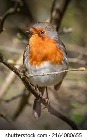 Cute Robin Perched On A Branch