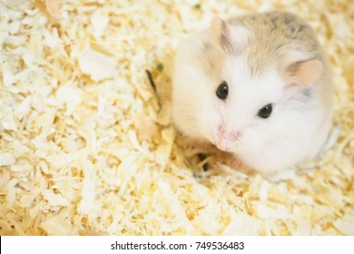Cute Robo Hamster