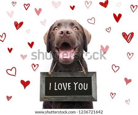 Cute romantic dog says i love you, text on sign board with red hearts valentine background animal love
