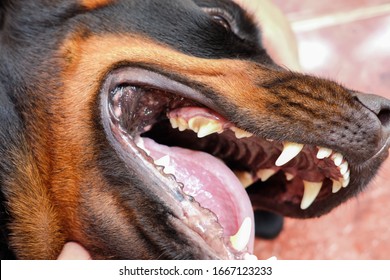 Cute Rottweiler Dog Open Wide Mouth , Plaque Of Teeth Dog