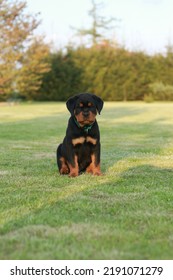 Cute Rottweiler Puppy Sitting Outside In The Grass 