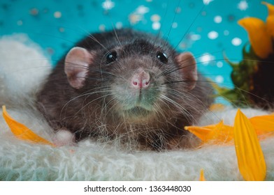 Cute Round Kind Rat Black Color Stock Photo 1363448030 | Shutterstock