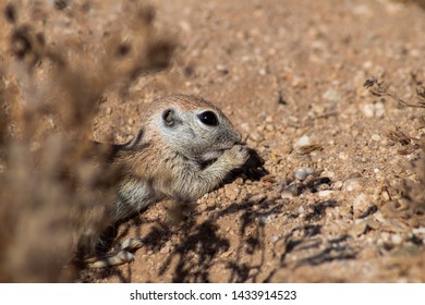 Cute Round Tailed Ground Squirrel Xerospermophilus Stock Photo ...